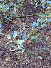 Ceanothus oliganthus sorediatus