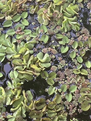 Salvinia molesta