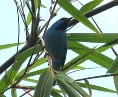 Dacnis cayana