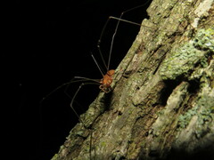 Leiobunum ventricosum