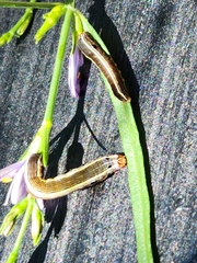 Spodoptera eridania