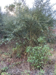 Ceanothus oliganthus sorediatus