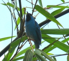 Dacnis cayana