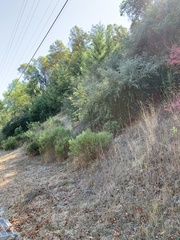 Ceanothus oliganthus sorediatus