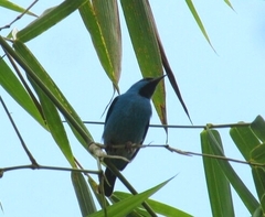 Dacnis cayana