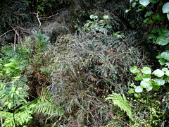 Metrosideros colensoi