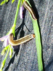 Spodoptera eridania