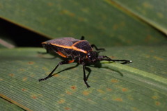 Largus succinctus