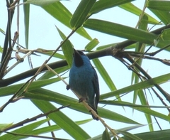Dacnis cayana