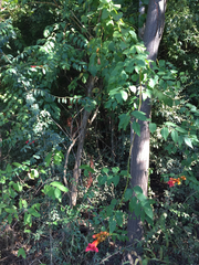 Campsis radicans