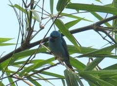 Dacnis cayana