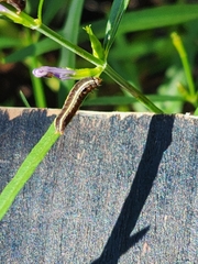 Spodoptera ornithogalli