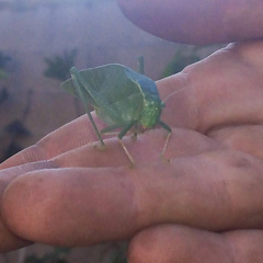 Microcentrum californicum