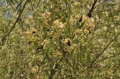 Baccharis neglecta