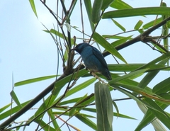 Dacnis cayana