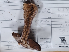 Cortinarius odoritraganus