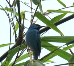Dacnis cayana