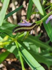 Spodoptera ornithogalli