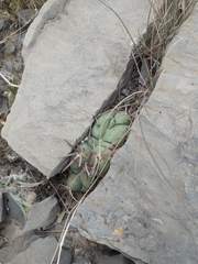 Echinocactus horizonthalonius