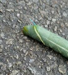 Smerinthus
