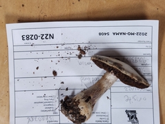 Cortinarius odoritraganus