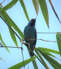 Dacnis cayana