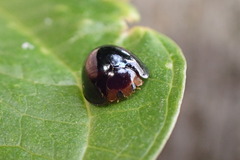 Chilocorus nigritus