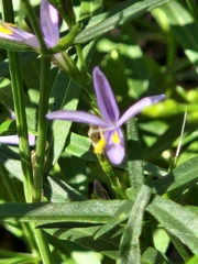 Carlowrightia linearifolia