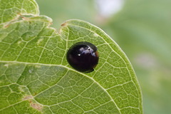 Chilocorus nigritus