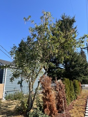 Laburnum anagyroides