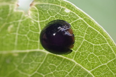 Chilocorus nigritus