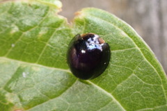 Chilocorus nigritus