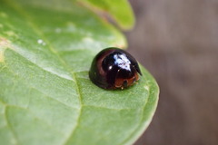 Chilocorus nigritus