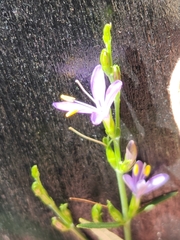 Carlowrightia linearifolia