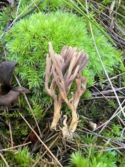 Clavulina cinerea