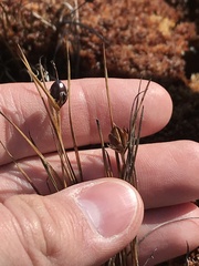 Rostkovia magellanica