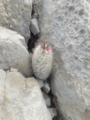 Escobaria tuberculosa