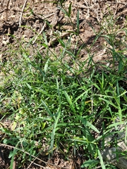 Carlowrightia linearifolia
