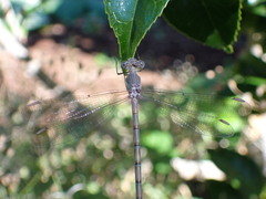 Archilestes californicus