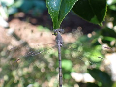 Archilestes californicus