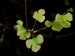 Muehlenbeckia australis