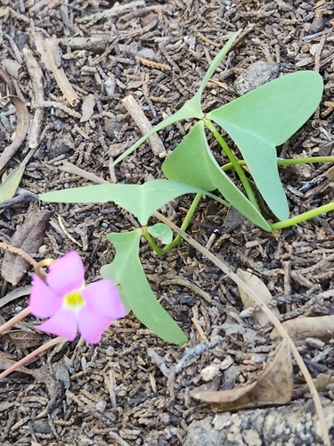 Drummond's woodsorrel (Oxalis drummondii)