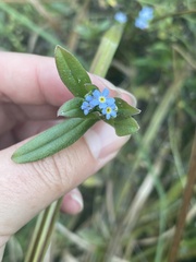 Myosotis scorpioides