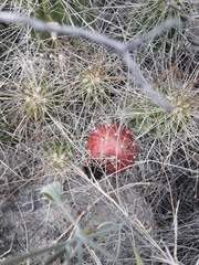 Echinocereus stramineus