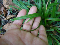 Carex folliculata