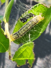 Spodoptera eridania