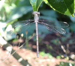 Archilestes californicus
