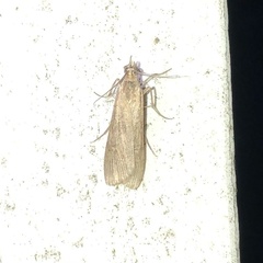 Nomophila nearctica