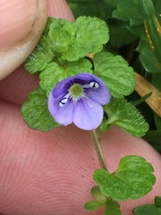 Veronica filiformis
