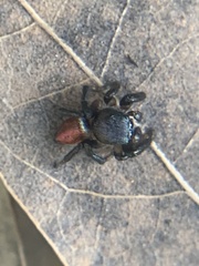 Habronattus decorus